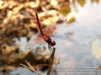 /album/dragonflies/dragonfly-1-photograph-by-shantanu-kuveskar-jpg/